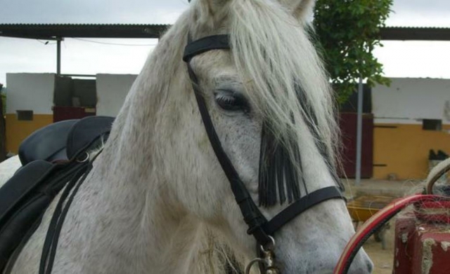  Close-up of the horse 